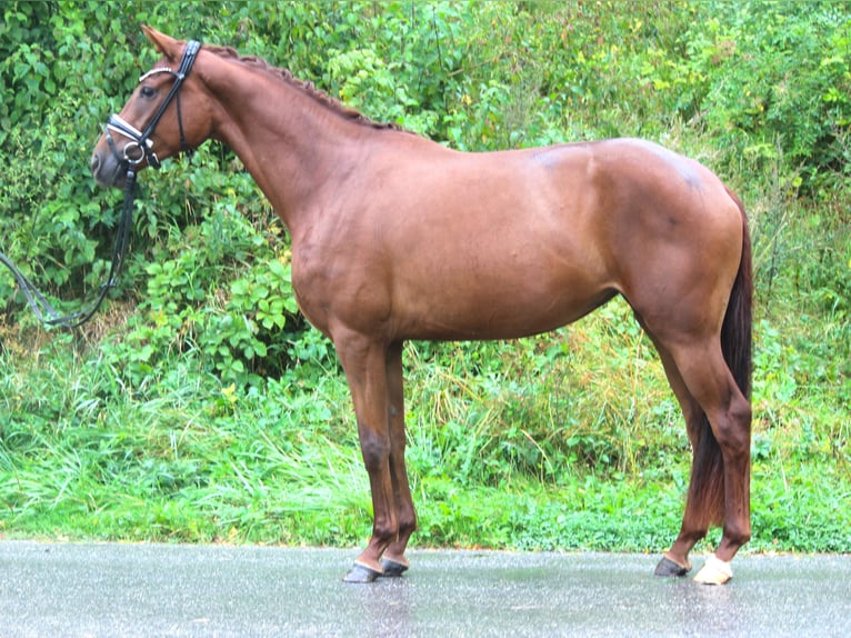 Hannoveriano Yegua 3 años 168 cm Alazán-tostado in Plech