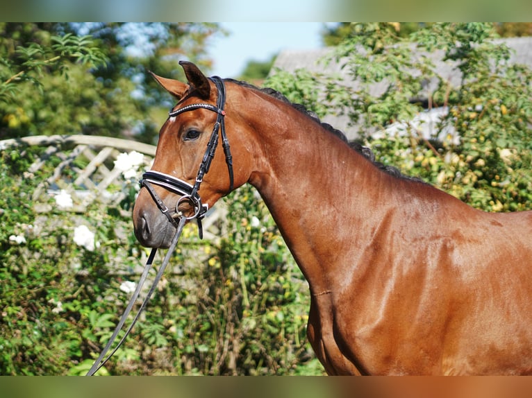 Hannoveriano Yegua 3 años 168 cm Castaño in Hohenfelde