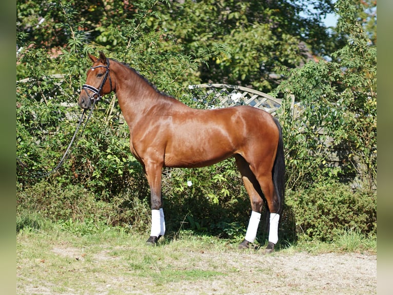 Hannoveriano Yegua 3 años 168 cm Castaño in Hohenfelde