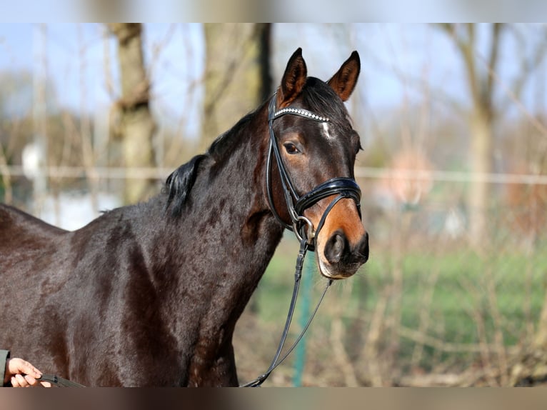 Hannoveriano Yegua 3 años 168 cm Castaño in Kutenholz