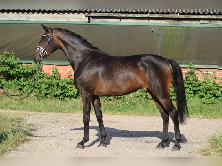 Hannoveriano Yegua 3 años 168 cm Castaño in Nienhagen