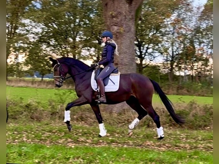 Hannoveriano Yegua 3 años 168 cm Castaño oscuro in Kirchlinteln