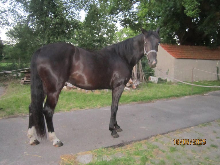 Hannoveriano Yegua 3 años 168 cm Negro in Wittmund Ardorf