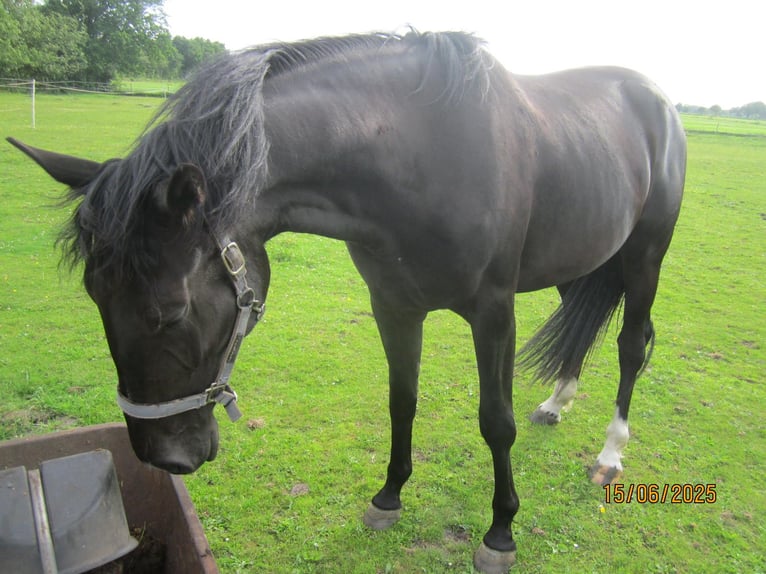 Hannoveriano Yegua 3 años 168 cm Negro in Wittmund Ardorf