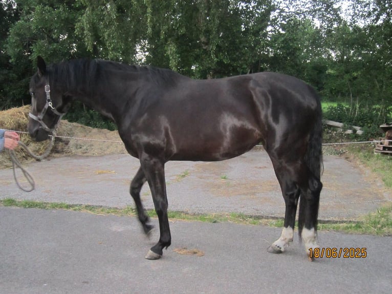 Hannoveriano Yegua 3 años 168 cm Negro in Wittmund Ardorf