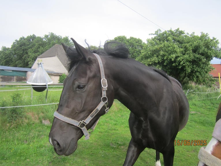 Hannoveriano Yegua 3 años 168 cm Negro in Wittmund Ardorf