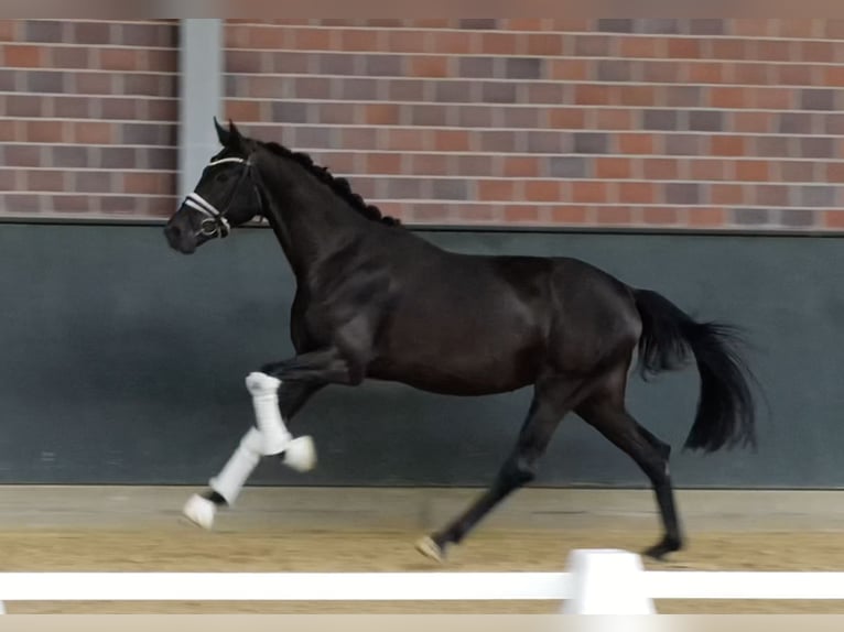 Hannoveriano Yegua 3 años 168 cm Negro in Gersten
