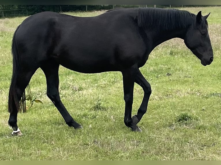 Hannoveriano Yegua 3 años 168 cm Negro in Norderstedt