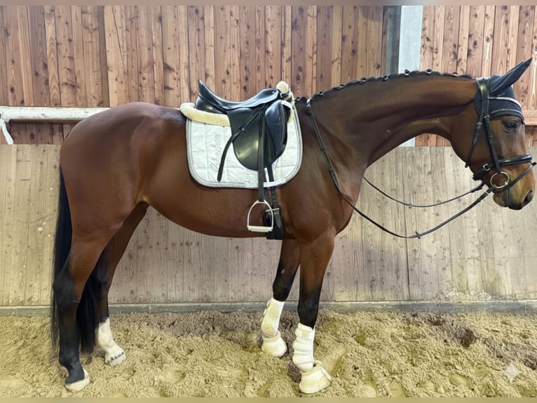 Hannoveriano Yegua 3 años 169 cm in Neustadt am R&#xFC;benberge