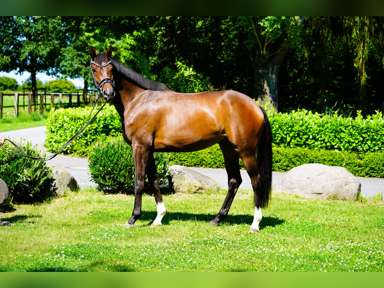 Hannoveriano Yegua 3 años 169 cm Castaño in Coesfeld