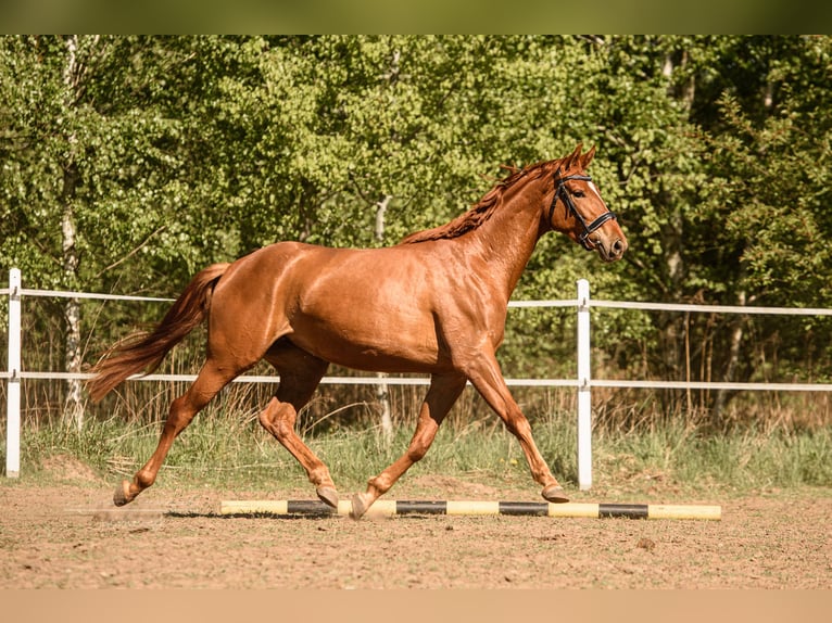 Hannoveriano Yegua 3 años 170 cm Alazán in Jadów