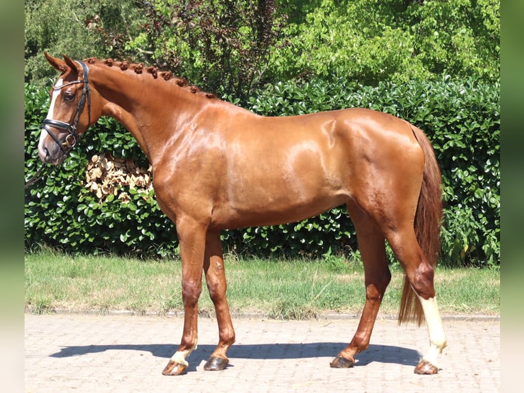 Hannoveriano Yegua 3 años 170 cm Alazán in Selsingen