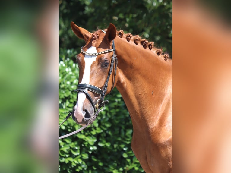 Hannoveriano Yegua 3 años 170 cm Alazán in Selsingen
