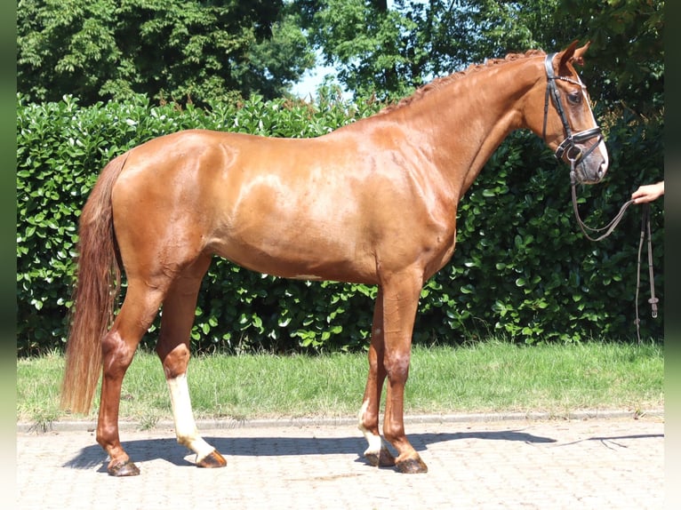 Hannoveriano Yegua 3 años 170 cm Alazán in Selsingen