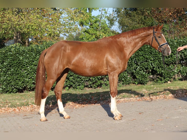 Hannoveriano Yegua 3 años 170 cm Alazán in Selsingen