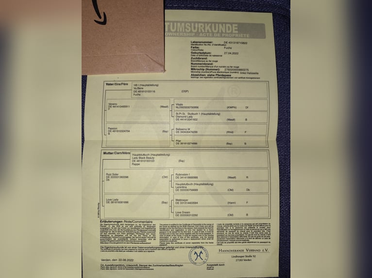 Hannoveriano Yegua 3 años 170 cm Alazán in Osteel