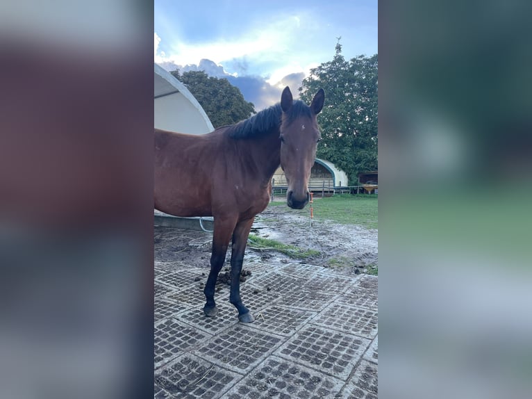 Hannoveriano Yegua 3 años 170 cm Castaño in M&#xF6;nchengladbach