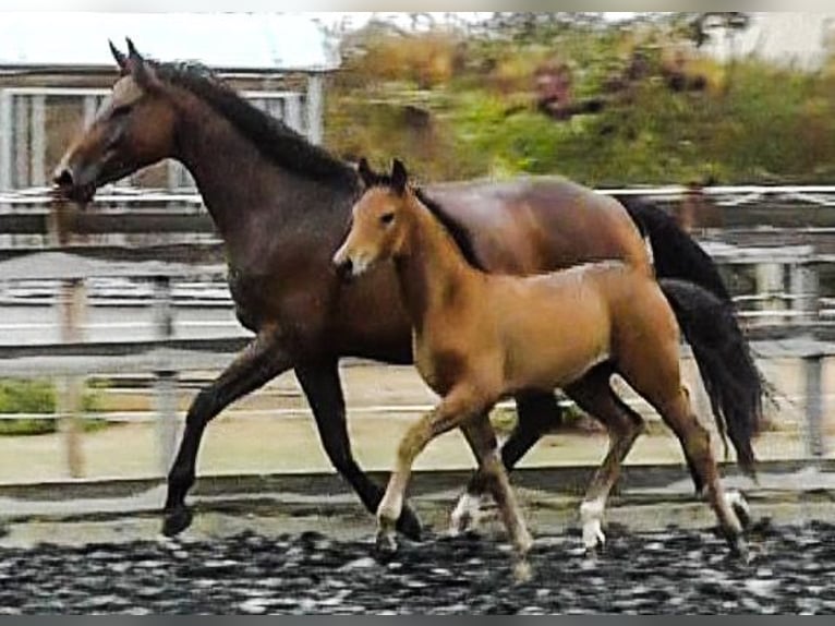 Hannoveriano Yegua 3 años 170 cm Castaño in Neu-Eichenberg