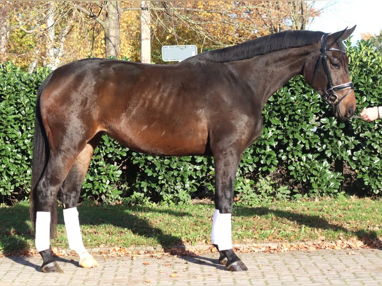 Hannoveriano Yegua 3 años 170 cm Morcillo in Selsingen