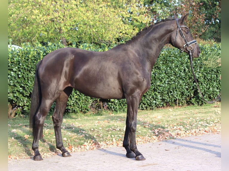 Hannoveriano Yegua 3 años 170 cm Negro in Selsingen