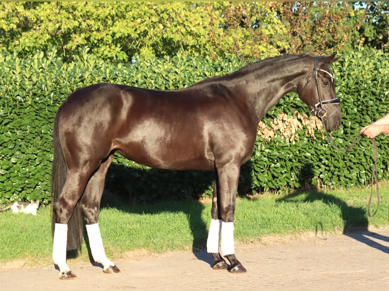 Hannoveriano Yegua 3 años 170 cm Negro in Selsingen