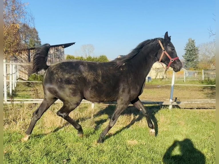 Hannoveriano Yegua 3 años 170 cm Negro in Schnabelwaid