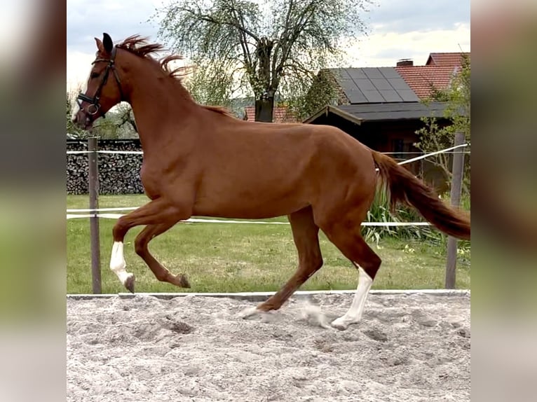 Hannoveriano Yegua 3 años 172 cm Alazán in Dransfeld