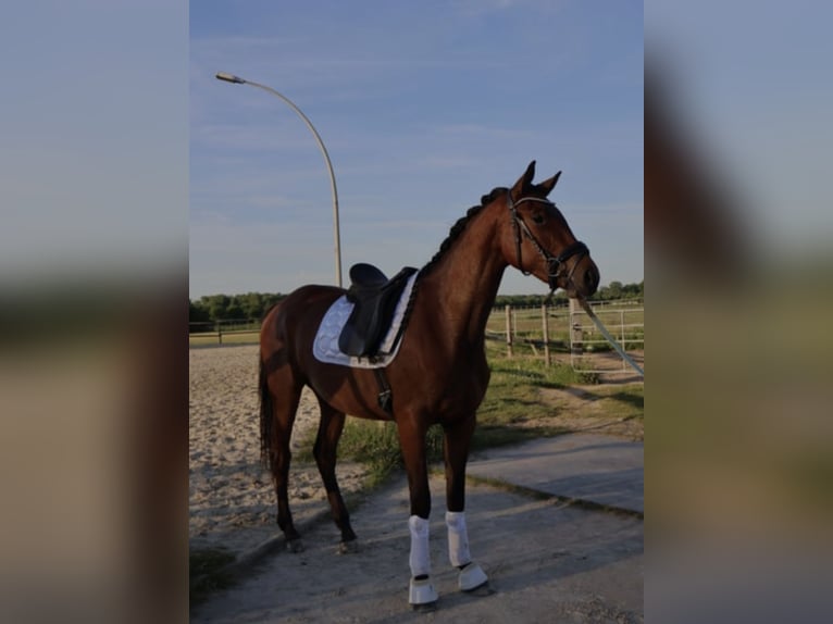 Hannoveriano Yegua 3 años 172 cm Castaño in M&#xF6;nchengladbach