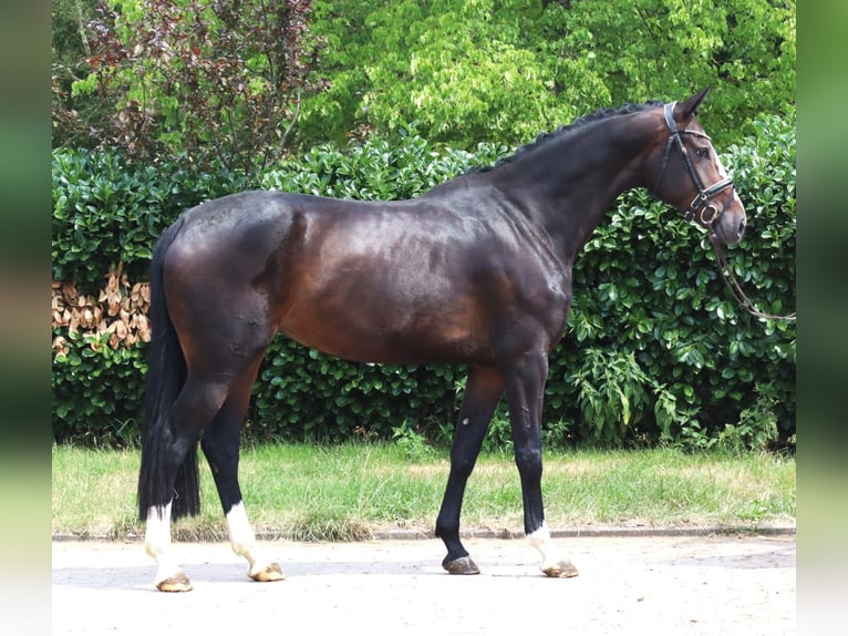 Hannoveriano Yegua 3 años 172 cm Castaño in Selsingen