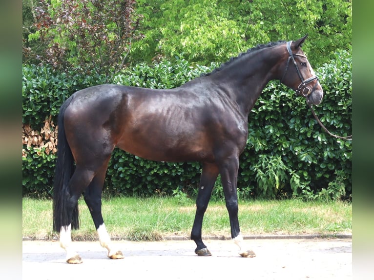 Hannoveriano Yegua 3 años 172 cm Castaño in Selsingen