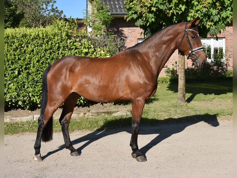 Hannoveriano Yegua 3 años 172 cm Castaño oscuro in Suhlendorf