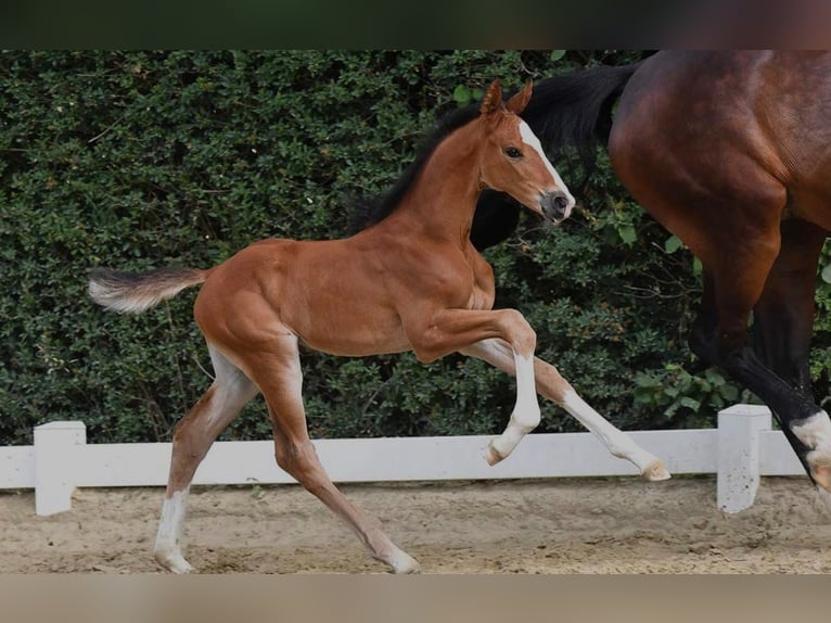 Hannoveriano Yegua 3 años 174 cm Castaño in Grabfeld