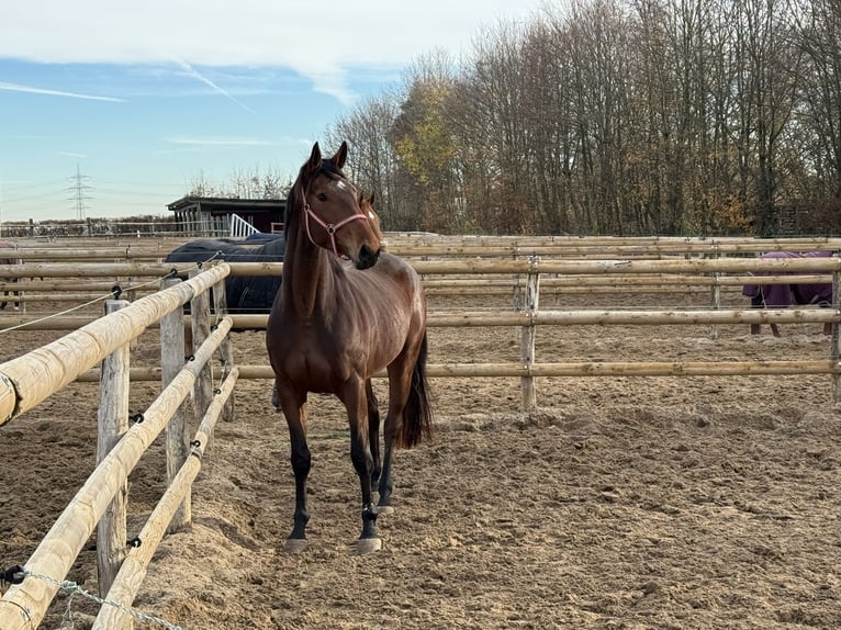 Hannoveriano Yegua 3 años 174 cm Castaño in Grevenbroich