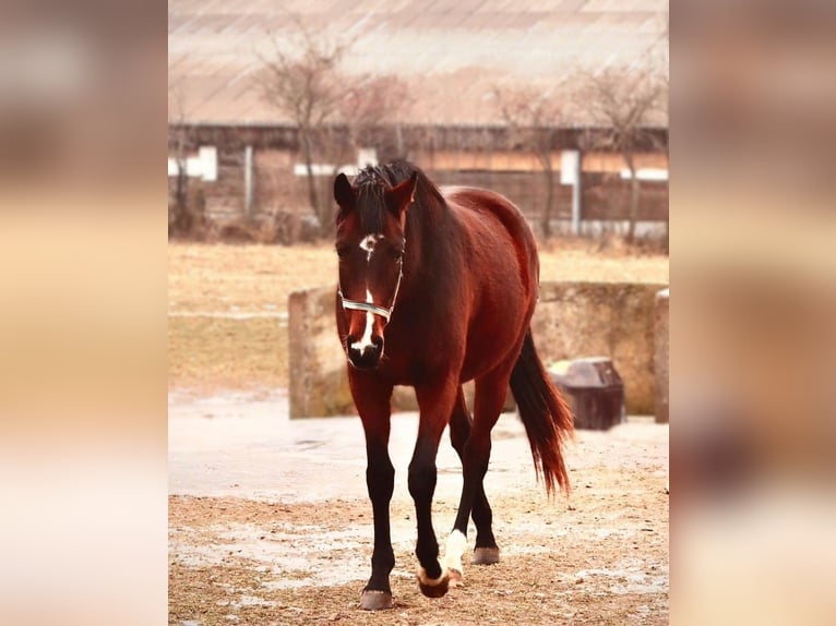 Hannoveriano Yegua 3 años Castaño in Calau