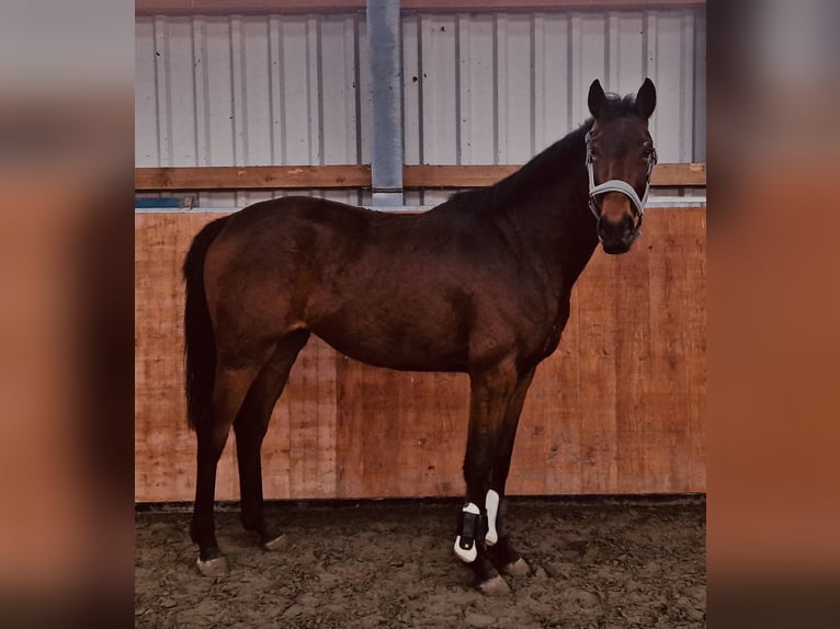 Hannoveriano Yegua 3 años Castaño in Kaiser-Wilhelm-Koog