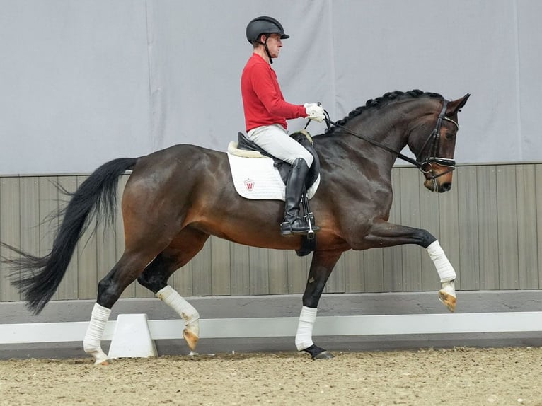 Hannoveriano Yegua 3 años Castaño in Münster-Handorf