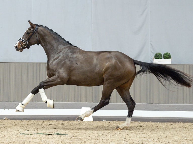 Hannoveriano Yegua 3 años Castaño in Münster-Handorf