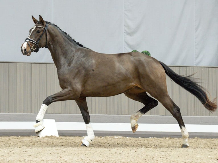 Hannoveriano Yegua 3 años Castaño in Münster-Handorf