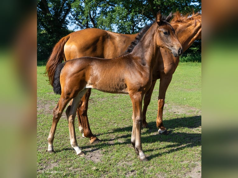 Hannoveriano Yegua 3 años Tordo in Lintig