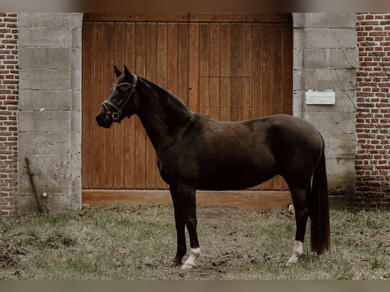 Hannoveriano Yegua 4 años 155 cm Negro in Moers