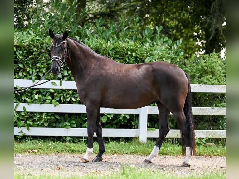 Hannoveriano Yegua 4 años 155 cm Negro in Moers