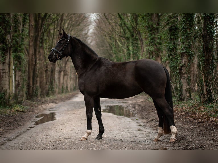 Hannoveriano Yegua 4 años 155 cm Negro in Moers