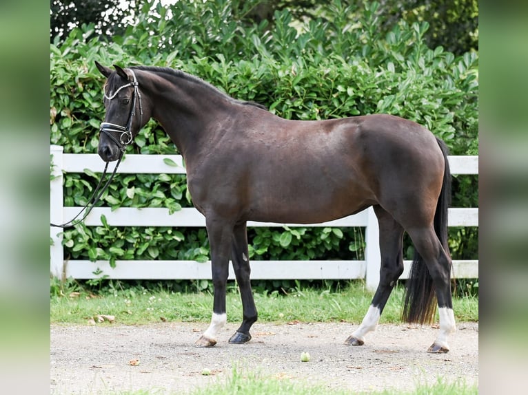 Hannoveriano Yegua 4 años 155 cm Negro in Moers