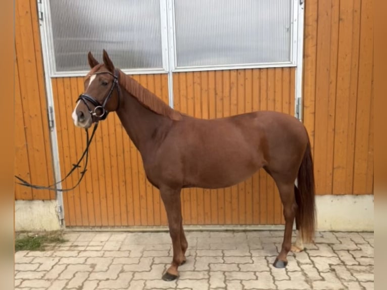 Hannoveriano Yegua 4 años 158 cm Alazán in Weil