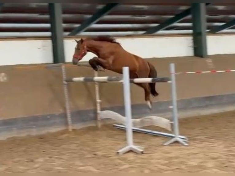 Hannoveriano Yegua 4 años 158 cm Alazán in Großenwörden