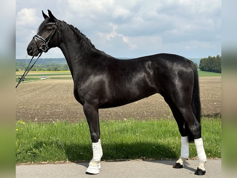 Hannoveriano Yegua 4 años 158 cm Negro in Riedlingen