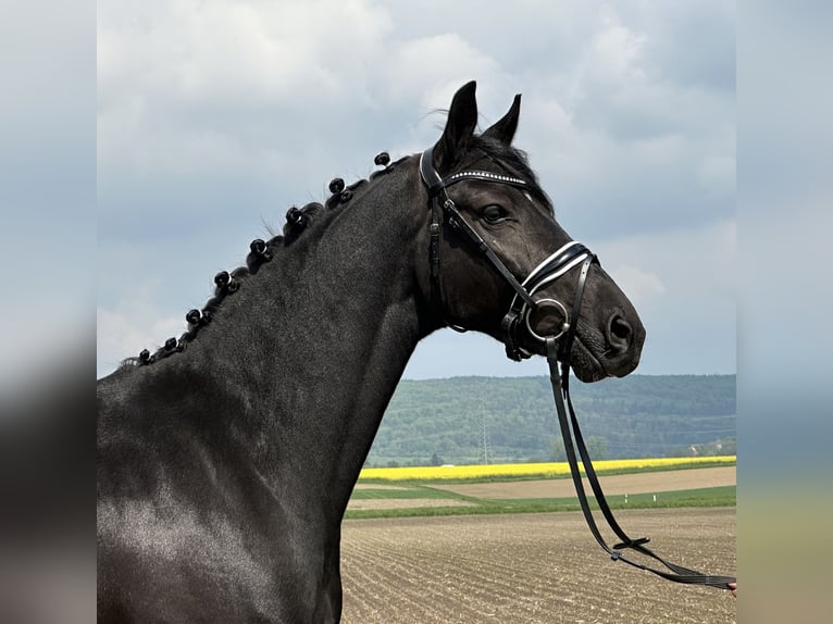 Hannoveriano Yegua 4 años 158 cm Negro in Riedlingen