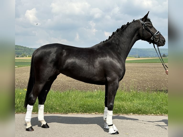Hannoveriano Yegua 4 años 158 cm Negro in Riedlingen