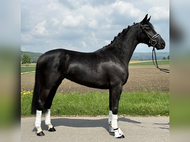 Hannoveriano Yegua 4 años 158 cm Negro in Riedlingen