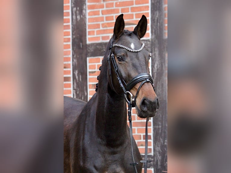 Hannoveriano Yegua 4 años 160 cm Castaño oscuro in Bremerhaven
